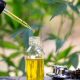 Olej CBD - producent olejku CBD z nasion konopi siewnej Cannabis Sativa L.